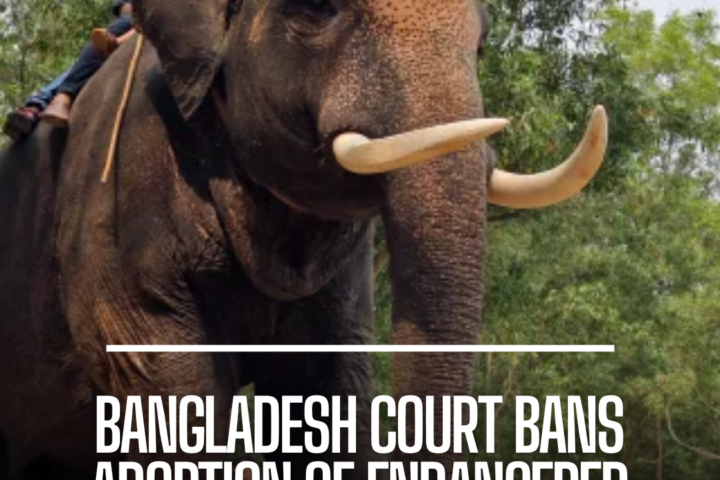 Bangladesh's High Court makes a landmark decision prohibiting the adoption and exploitation of critically endangered wild elephants.