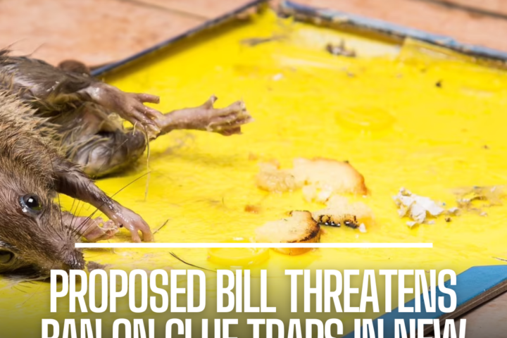 A new bill before New York lawmakers would prohibit the sale and use of glue traps, which are increasingly viewed as unnecessary cruelty.