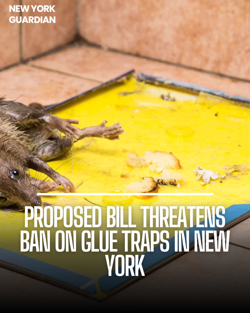 A new bill before New York lawmakers would prohibit the sale and use of glue traps, which are increasingly viewed as unnecessary cruelty.