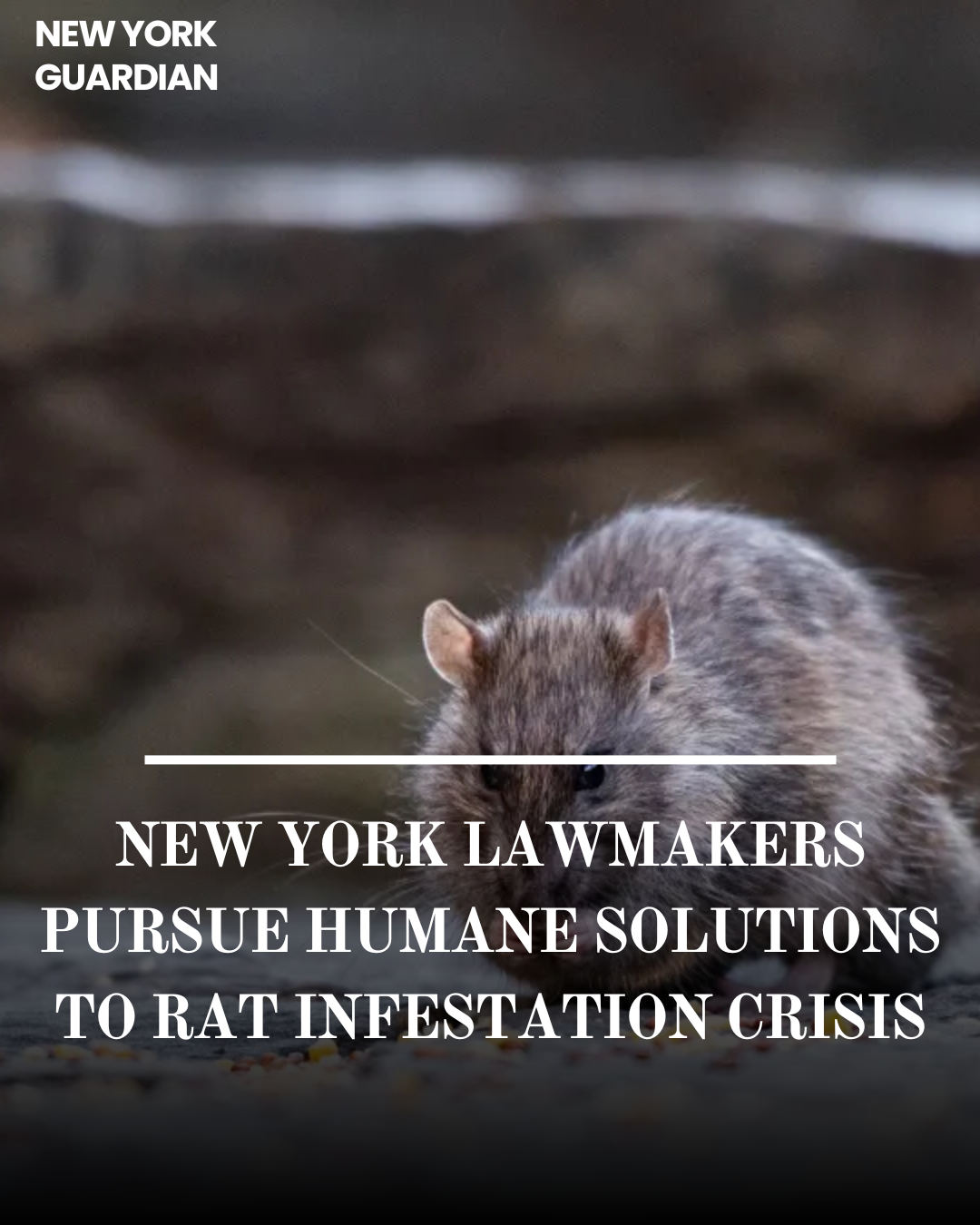 New York lawmakers are proposing novel solutions to address the long-standing problem of rat infestation.