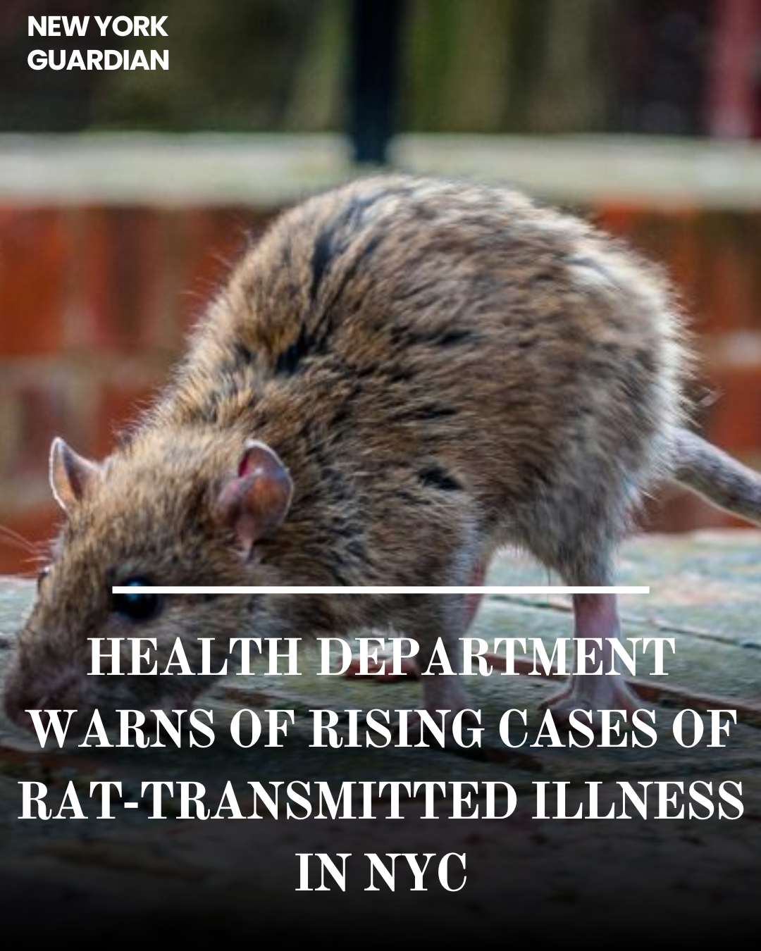 The NYC Department of Health is warning of an upsurge in a potentially fatal bacterial infection transmitted by rats.